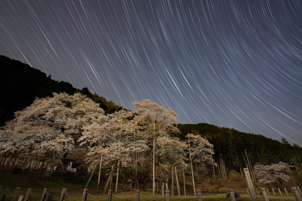 春の薄墨桜